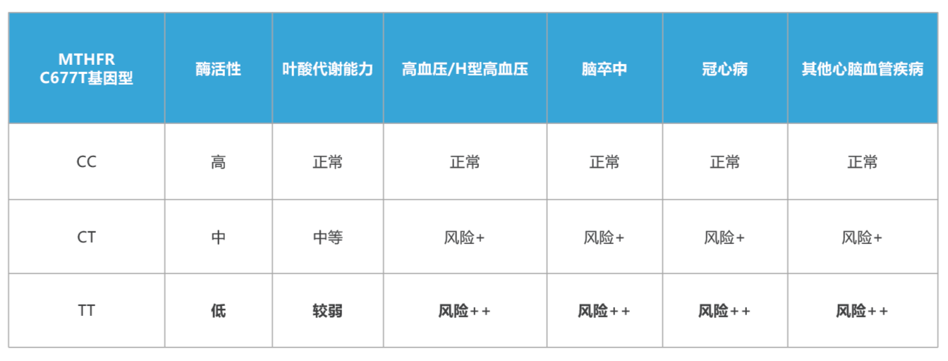 MTHFR -体检4_画板 1_edit.png